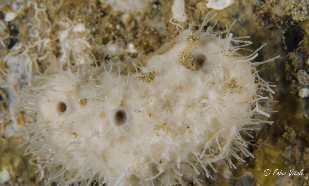 Poriferi in Grotta delle Burrare